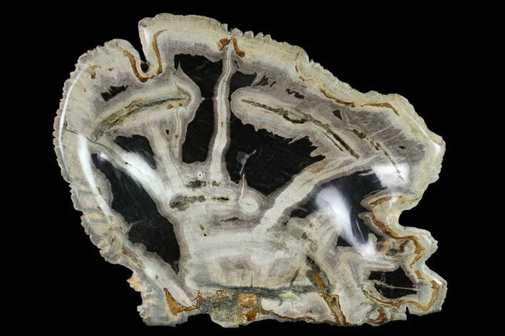 Tropical Hardwood Petrified Wood Bowl - Indonesia #132017